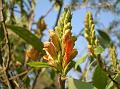 Manipur Flame-Acanthus